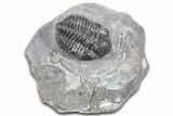 Bargain, Detailed Gerastos Trilobite Fossil - Morocco #363941-1